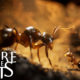 Nuevo tráiler de Empire of the Ants ¡Prepárate para ser una hormiga!